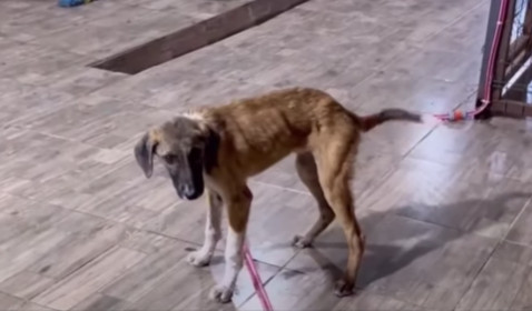 Extra image from article