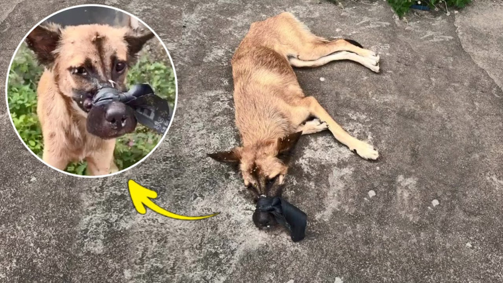 Quickly acting to help the poor animal, ...