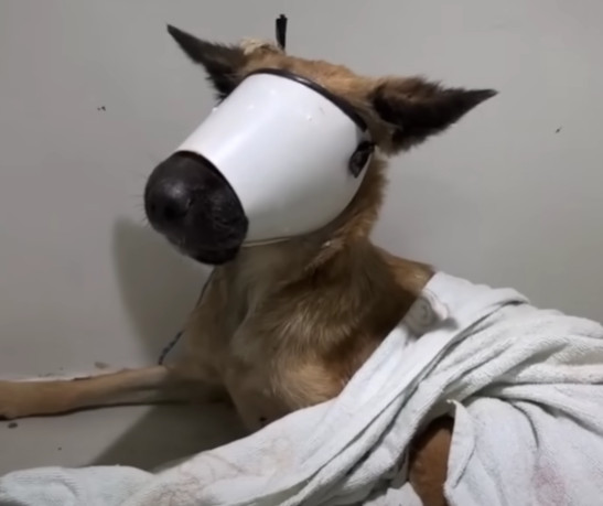 Despite some initial doubts from the vol...