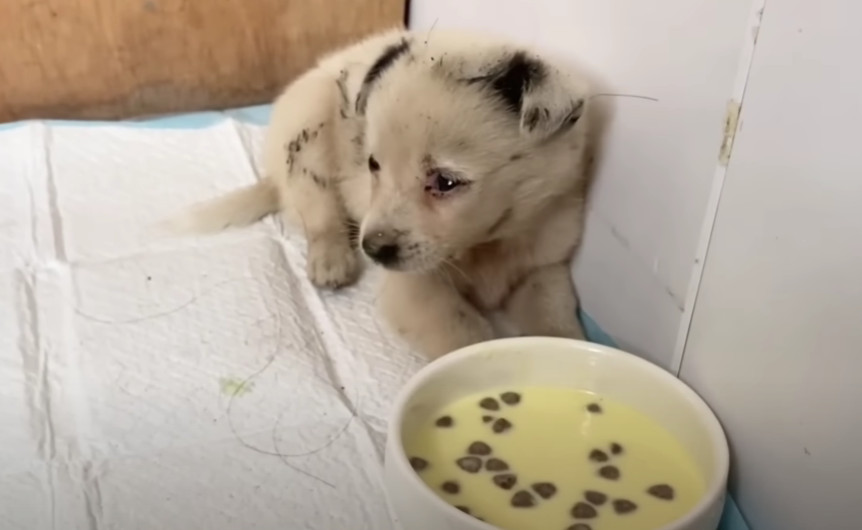 As the weeks turned into months, the pup...