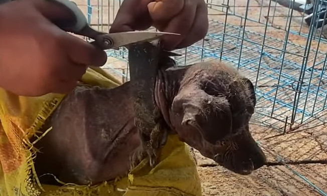 In rescuing Joy, I not only gave him a n...