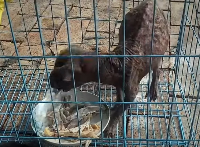 Extra image from article