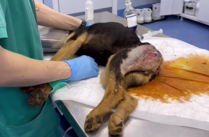 X-ray results revealed a devastating rea...