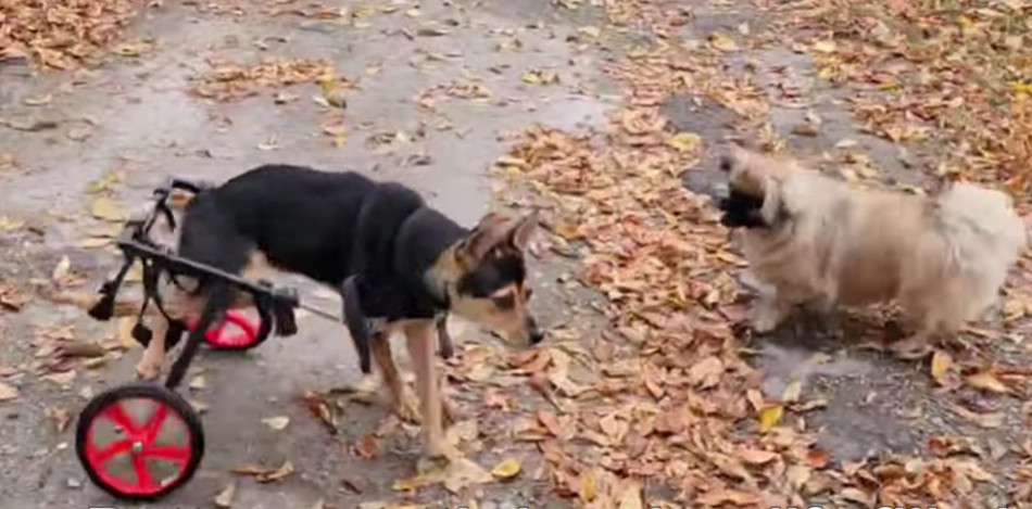 Extra image from article