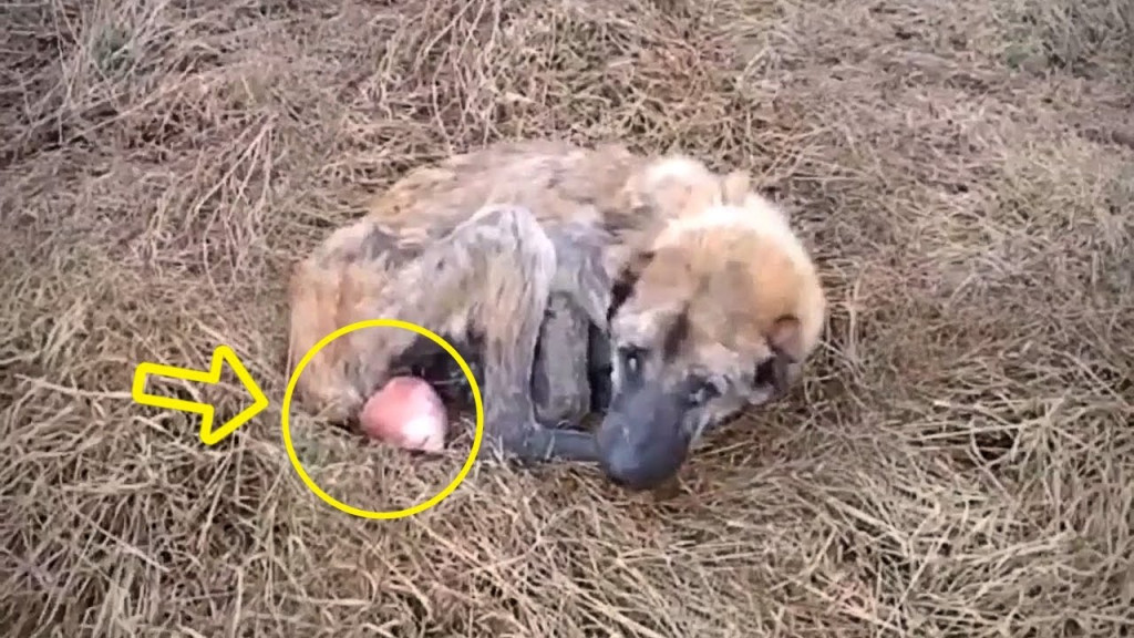 Once Almira was taken to the hospital, t...