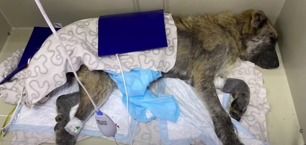 Over time, Almira's recovery became noth...