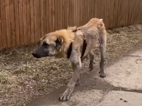 Almira’s story highlights the profound e...