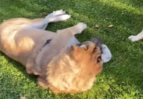 Extra image from article