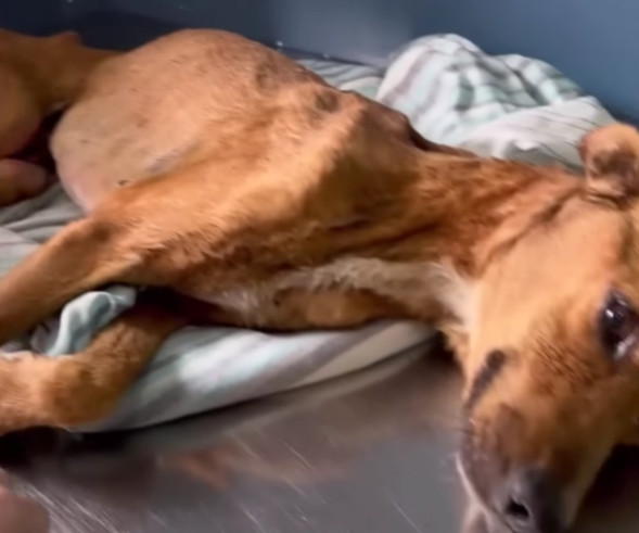 When we lifted him, it was alarming to d...