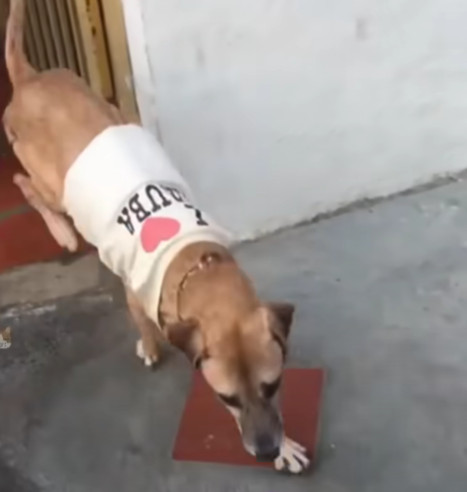 Extra image from article