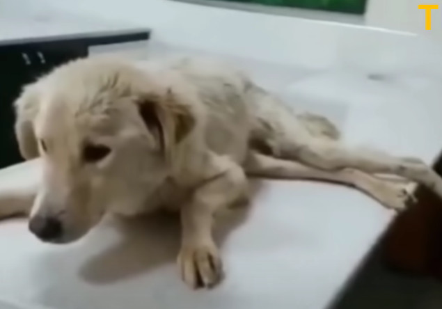 Remarkably, by the 27th day, the dog ove...