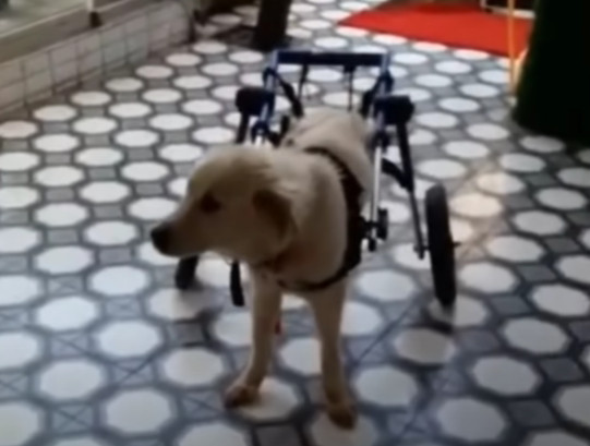 Extra image from article