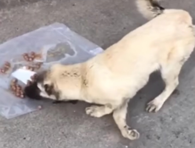 The dog, once abandoned, faced a difficu...