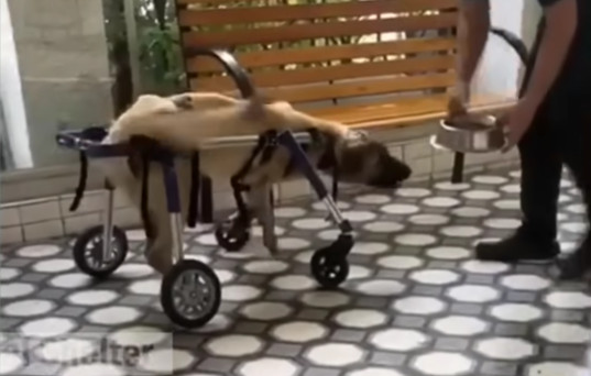 The dog's ability to stand remains a cha...