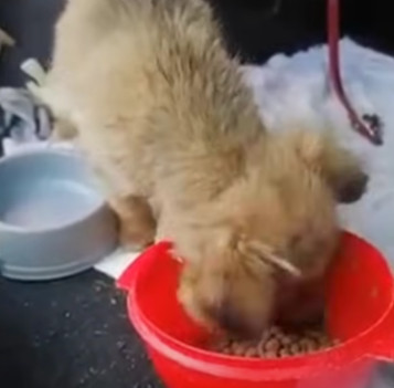 The puppy, though weak and shivering, mu...