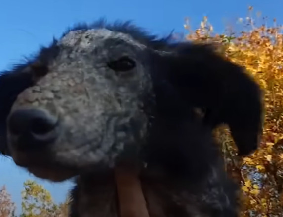 With each passing day, Nev thrived, embr...