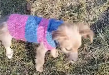 The rescuers were filled with satisfacti...