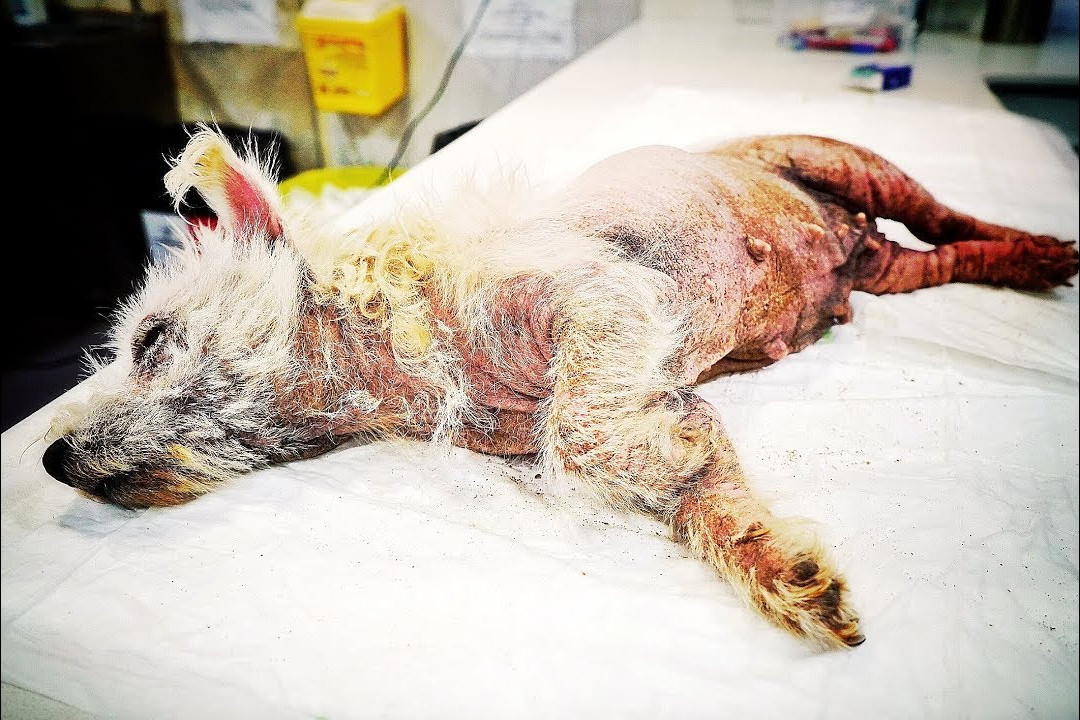 The dog's owner gave him only minimal fo...