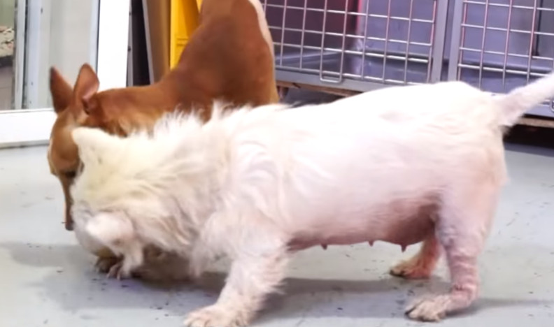 Eventually, the dog transitioned from a ...