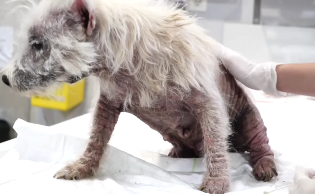 Approaching the dog with caution to avoi...