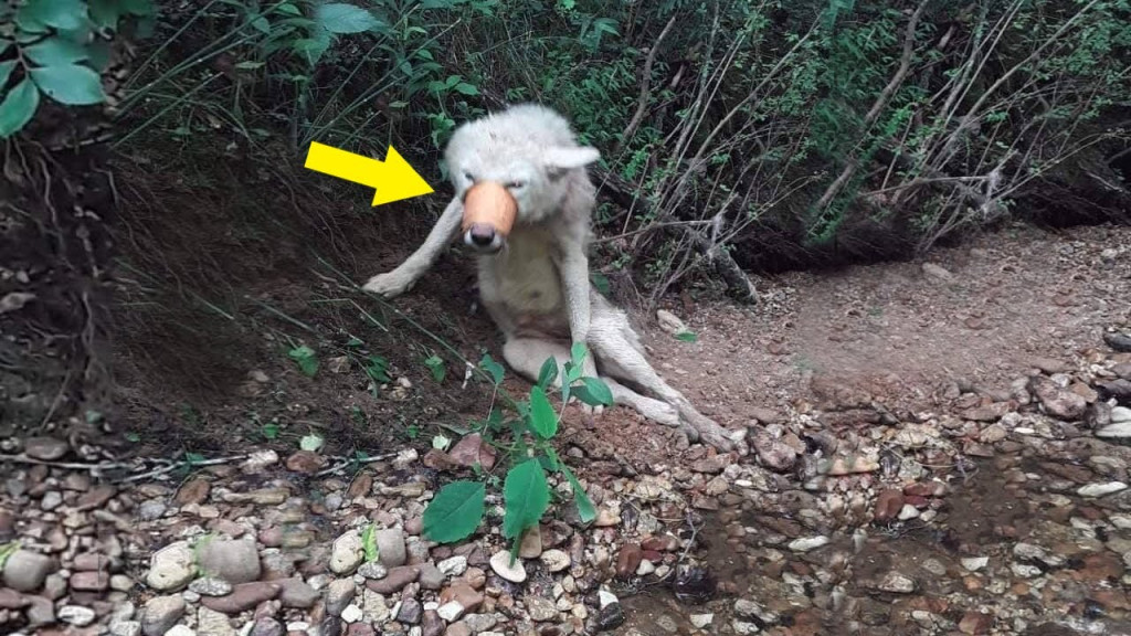 A compassionate passerby and his wife sp...