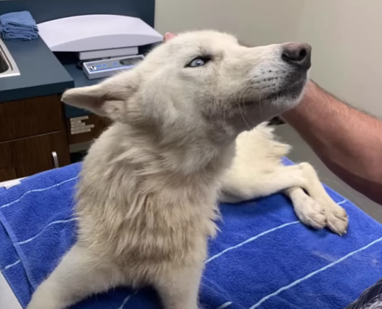 With urgency, Angel was taken to the hos...