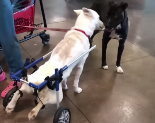 Two days later, Angel underwent surgery ...