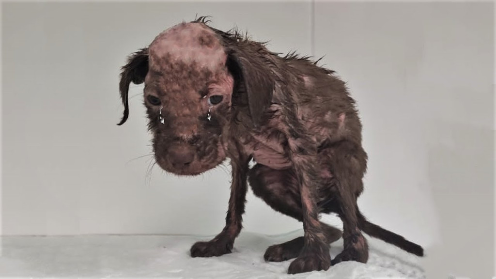 Upon our arrival, the scene was distress...