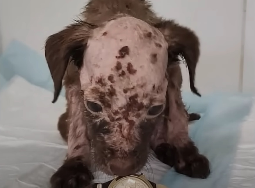 By the end of a week, Lak showed signs o...