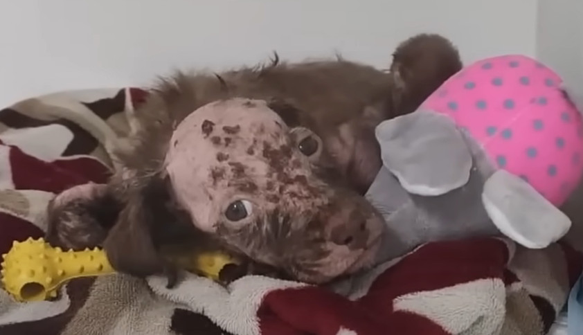 Lak's story spread across the internet, ...