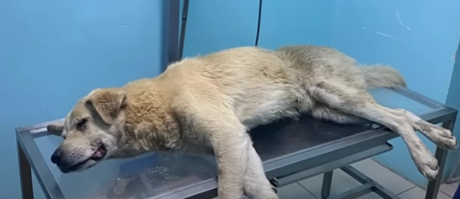 It was clear that this dog had gone thro...