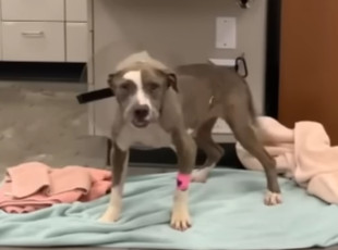 Now thriving in her new home, Hope, alon...