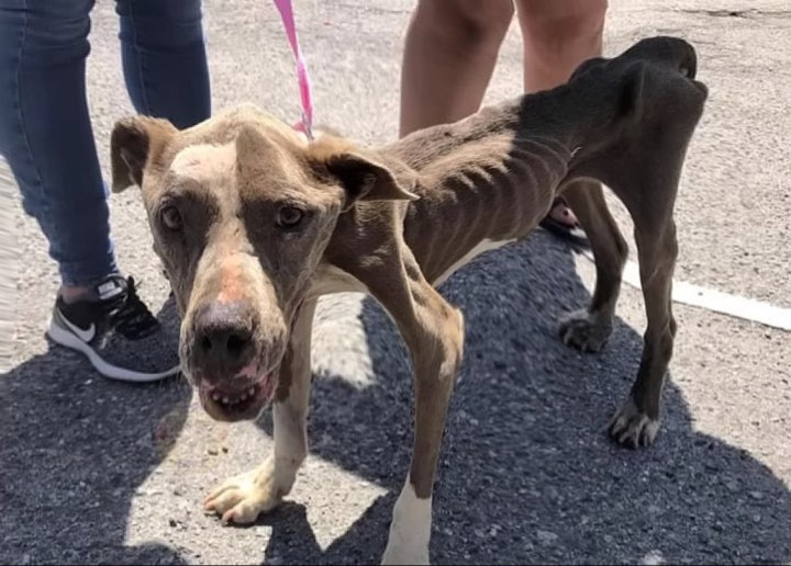 Hope's condition when found was heart-wr...