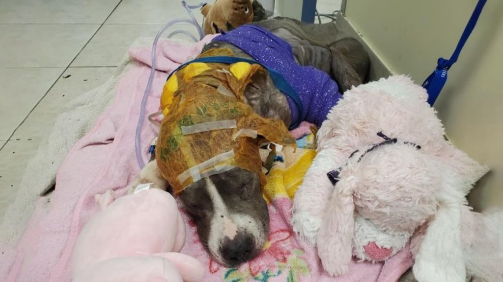 Upon receiving the urgent call, he was t...