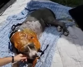 Throughout this challenging period, Elij...