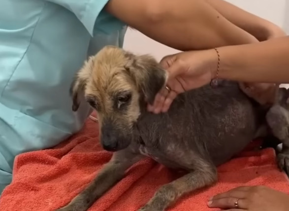 Adding to her troubles, the vet diagnose...