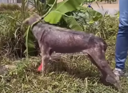 Weeks later, she had undergone a remarka...