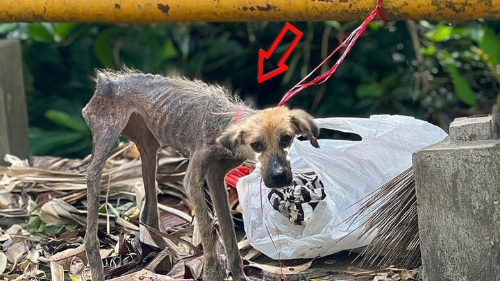 Nearby lay a trash bag filled with scrap...