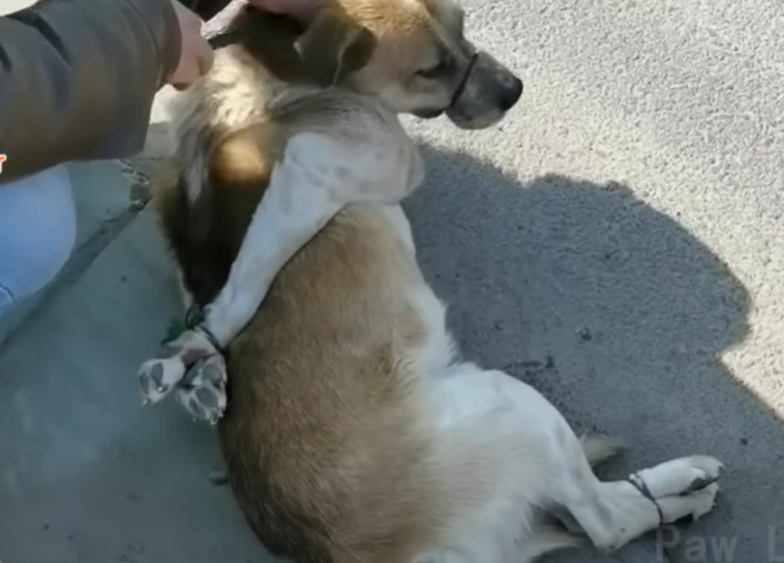 My decision to bring the dog home wasn't...