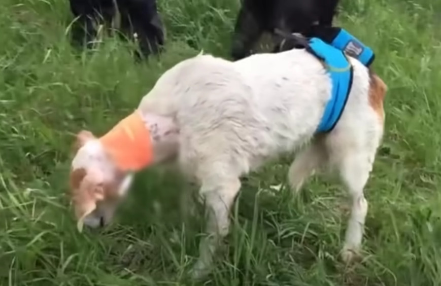 This rescue was not just a display of ki...