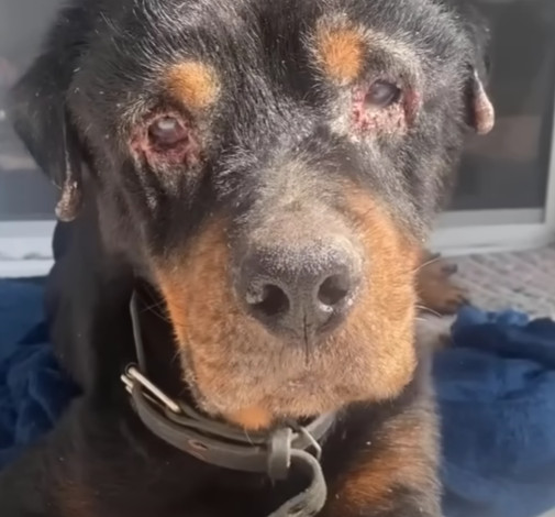 A visit to the vet revealed just how dir...