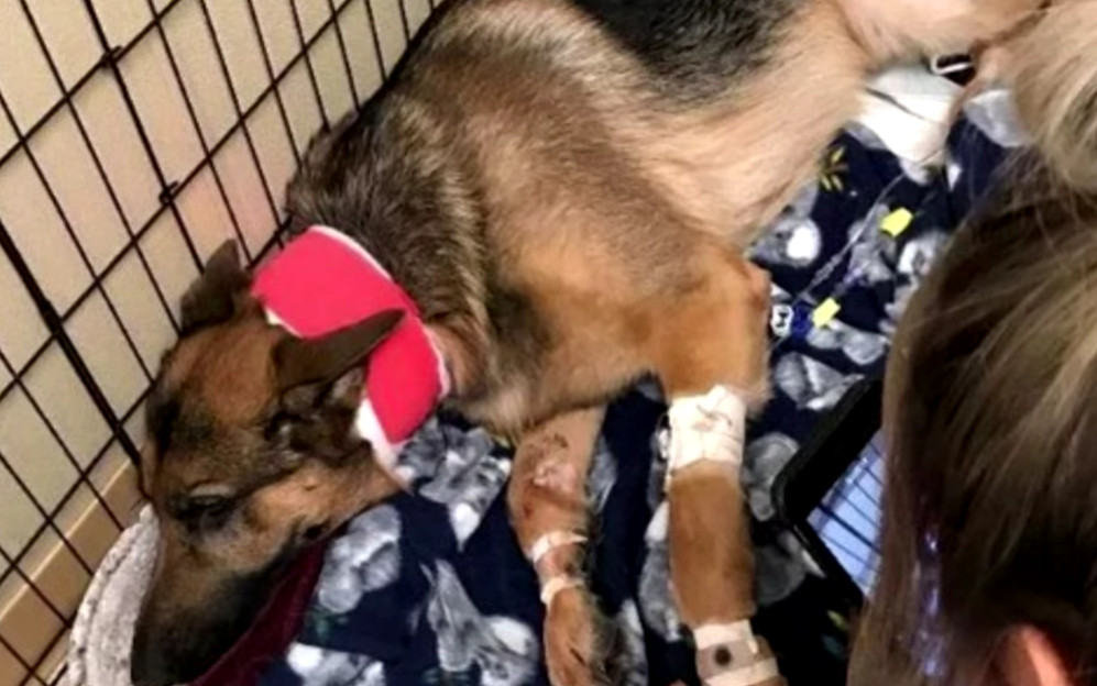 Following her rescue, Bella was entruste...