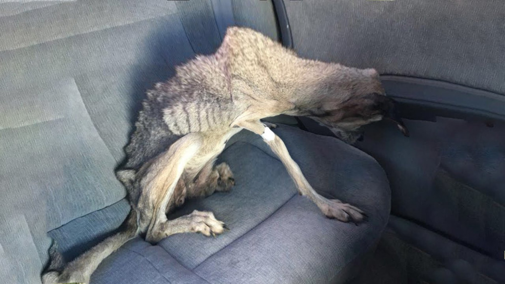 Passing pedestrians stopped in disbelief...