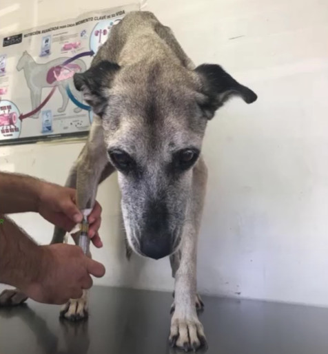 Under the careful supervision of the vet...