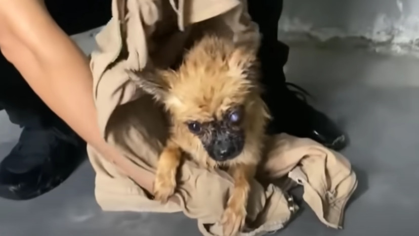 Thanks to a warm bed, nourishing food, a...