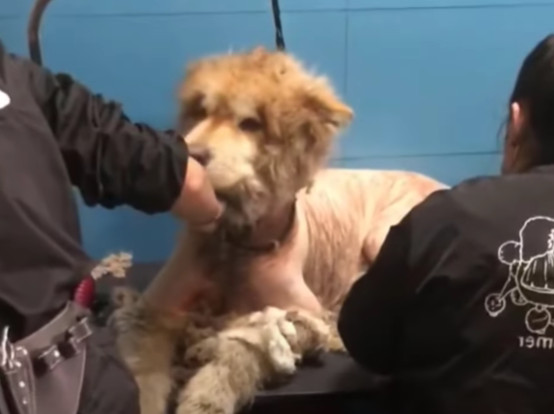 The neighbor knew that restoring Buddy’s...