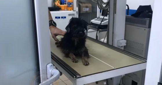 Every day, Niko exhibits a little more r...