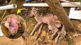 As we rushed him to the emergency vet, t...