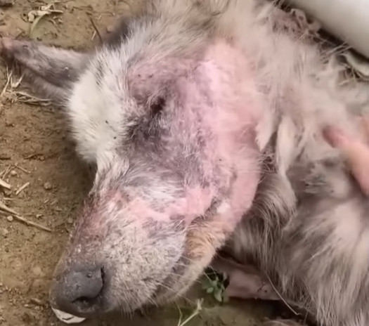 Two weeks into his recovery, Jake reveal...