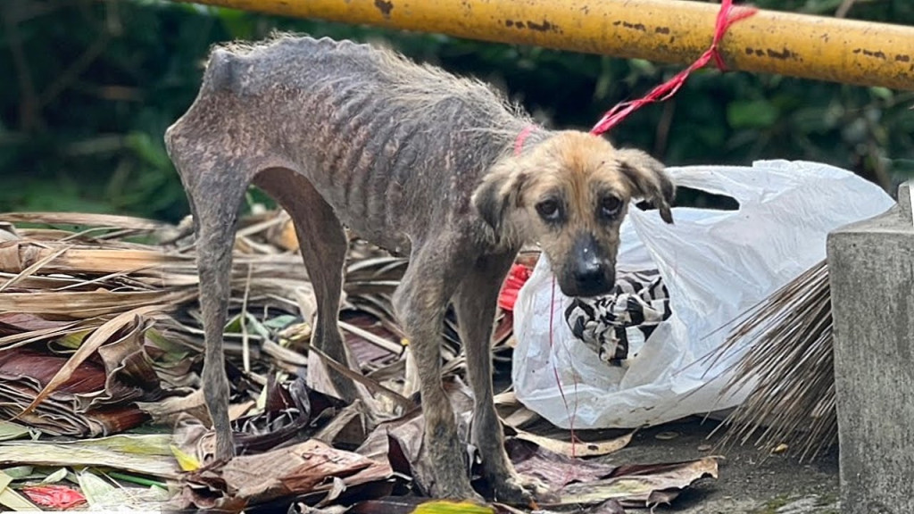 It's unfathomable why someone would aban...